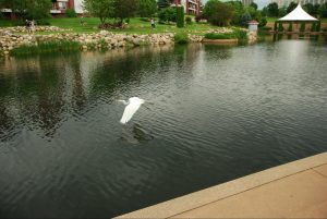 flying egret