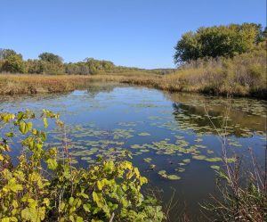 wetland